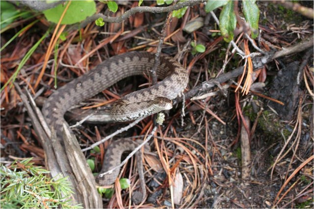 vipera berus